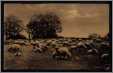 Postcard By Tuck Sheep Shepherdess Bells Lamb Art 1