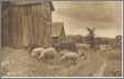Postcard Sheep Grazing