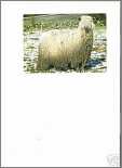 Postcard Wensleydale Sheep