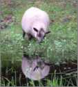 Pregnant Shetland Sheep in Reflection