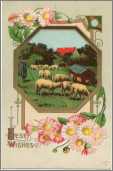 Pretty Old Sheep Post Card