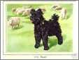 Pumi Dog with Sheep