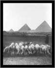 Pyramids Sheep Egypt Photo 1899
