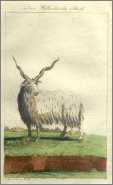 Rakka Sheep Ancestor