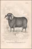 Ram Merino 1892