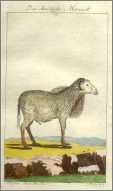 Ram Sheep with a Mane