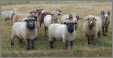 Rams Waiting For Breeding Season