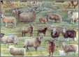 Rare Sheep Breeds