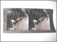 Real Photo Keystone Stereoview Card Shearing Sheep