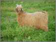 Red Angora Goat