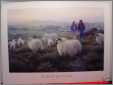 Robert Duncan Print on Devons Moor Sheep