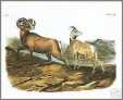 Rocky Mountain Sheep Print John Audubon