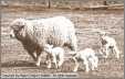 Romney Ewe with Triplets