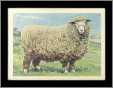 Romney Marsh Ram