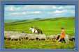 Rounding Up the Sheep Near Princetown Dartmoor