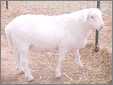 Royal White Sheep Ram