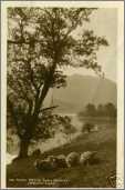 Rydal Water Sheep Early Morning Cumbria