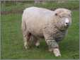 Ryland Sheep