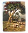 Savanna Sheep