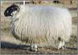 Scottish Blackface Ewe