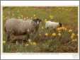 Scottish Blackface Ewe with Lamb