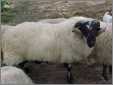 Scottish Blackface Ram1