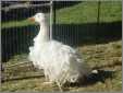 Sebastopol Geese