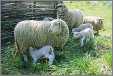 See Lambs