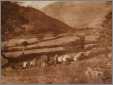 Sepia Tone Pastoral Sheep