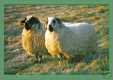 Sheep 2 Highland Rams