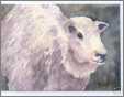 Sheep Aceo Folk Art Card Original Watercolor Rlh
