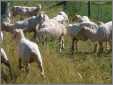 Sheep After Bioclip in Australia1