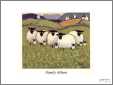 Sheep Album
