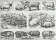 Sheep and Hog Breeds