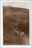 Sheep and Shepherd in Cumbria