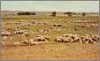 Sheep at Columbia Basin WA