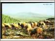 Sheep at Jezreel