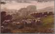 Sheep at King Arthurs Castle Tintagel Friths C 1919