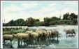 Sheep at the River