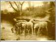 Sheep at the Watering Place