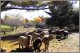 Sheep at Wildflower Farm