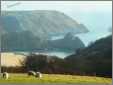 Sheep Before Three Cliffs Gower Swansea