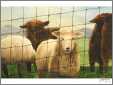 Sheep Behind Wire