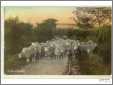 Sheep Being Driven Along Lane