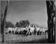 Sheep Being Led By a Goat with a Bell