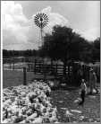 Sheep Breeding Farming Landers 1Ranch Texas Photo 1950