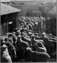 Sheep Breeding Farming Landers Ranch Texas Photo 1950