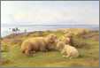 Sheep By the Sea3