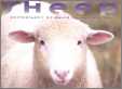 Sheep Calendar Cover