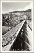 Sheep Crossing Grand Coulee Dam